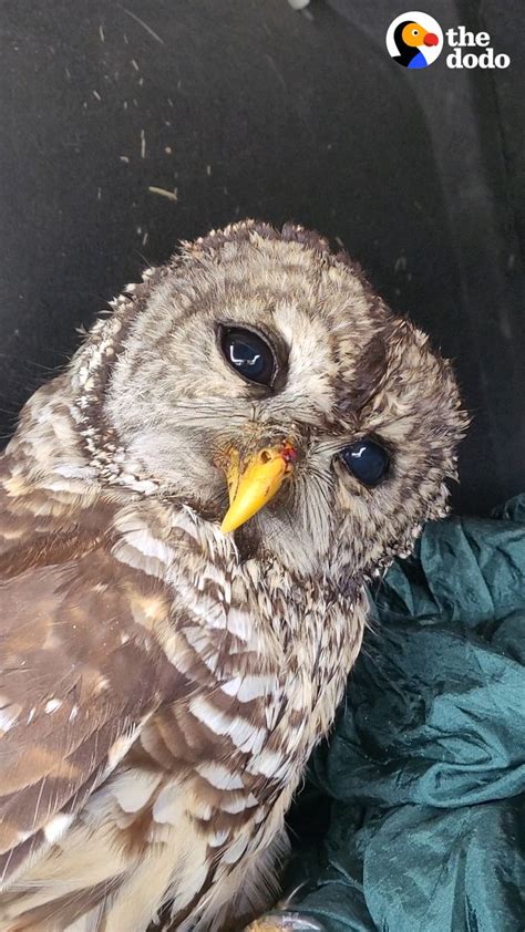 The Dodo People Bring Injured Owl Into Their House And He Trusts Them