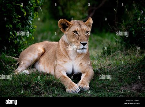 Fierce Lion Hi Res Stock Photography And Images Alamy