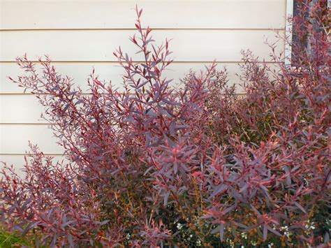 Leptospermum 'Burgundy' Tea Tree 10" Pot - Hello Hello Plants