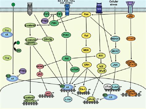 Major Signaling Pathways And Crosstalk In The Prostate Cancer Cell