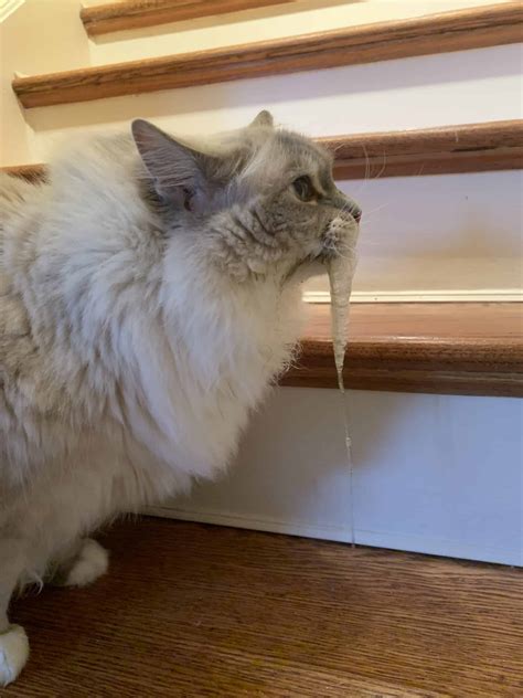 is it normal for cats to drool