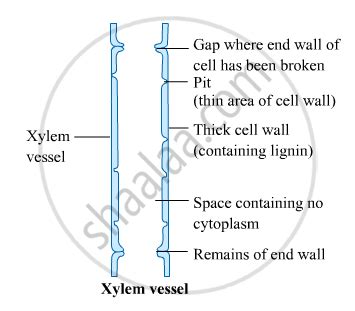 Xylem Vessel Drawing