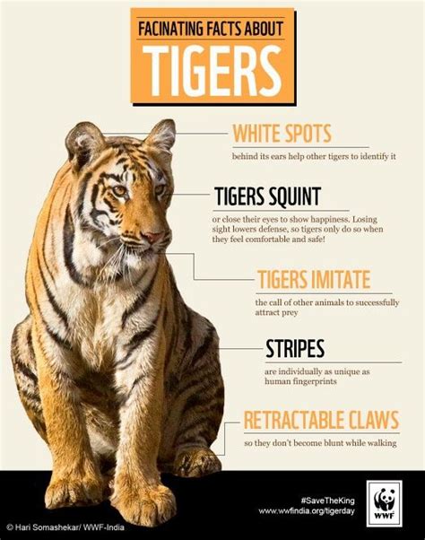 80 surprising tiger facts that you never knew about – Artofit