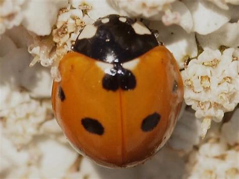 Seven Spotted Lady Beetle Coccinella Septempunctata Coccinella