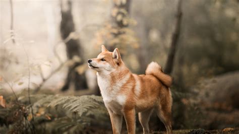 Download Wallpaper 1920x1080 Shiba Inu Confident Dog Outdoor Full