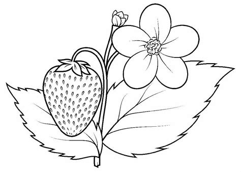 Desenhos de Morango para colorir - Bora Colorir
