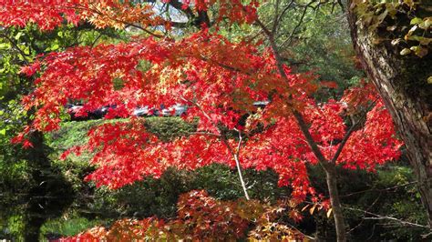 【連載】ドライブで楽しむおすすめの旅 ～紅葉・グルメ・温泉と秋の福島を堪能～ Kurashi No