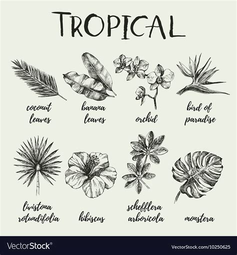 Hand Drawn Vintage Retro Sketch Tropical Plants Vector Image