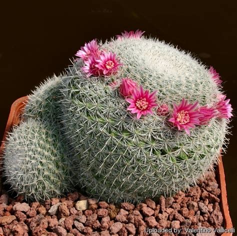 Mammillaria Elegans