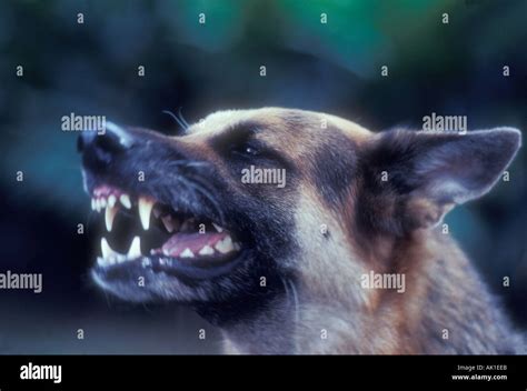 Snarling Dog Side View