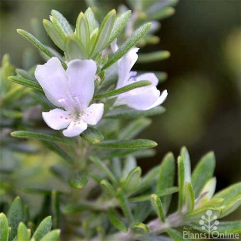 Westringia Fruticosa White Flowering Plants Australian Plants Plants