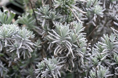 Fuzzy Green Plants Growing Naturally In A Garden During The Daytime