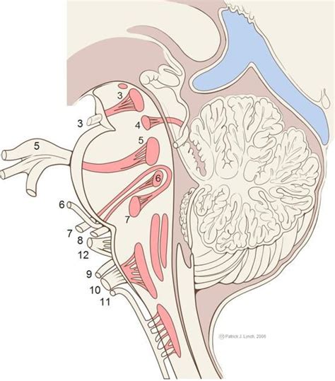 Cranial Nerves Radiology Reference Article Radiopaedia Org