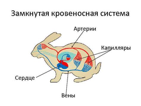 Транспорт веществ в организме Передвижение веществ у животных