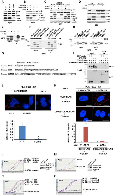 Figure 1 From Gdf6 Cd99 Signaling Regulates Src And Ewing Sarcoma