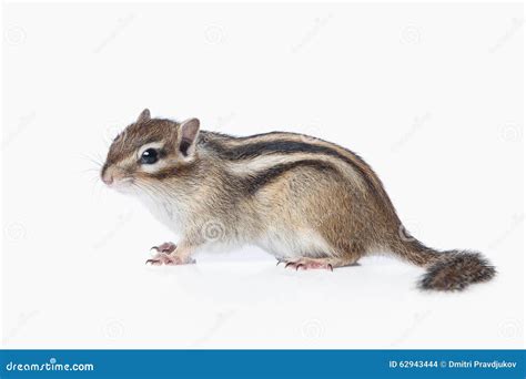 Chipmunk White Stock Images - Download 1,690 Royalty Free Photos