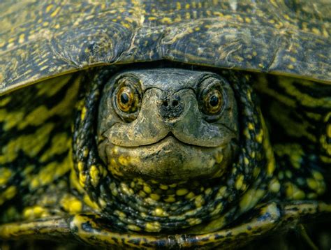 The picture i took of a swamp turtle. : r/wildlifephotography