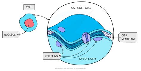 Eukaryotic Cell Structures Functions CIE AS Biology Revision Notes 2025