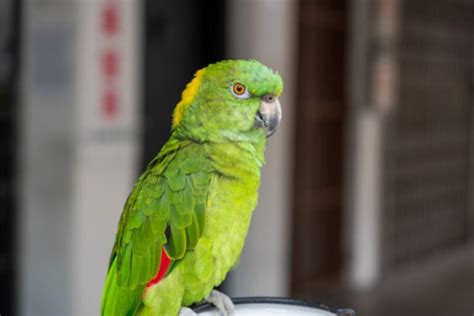 14 Green Parrot Types: Info, Pictures, Facts, and History | Hepper