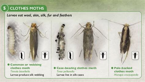 Top Imagen Insectos Que Comen Ropa De Algodon Abzlocal Mx