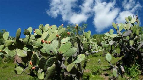 Turismo En Ayacucho Flora Y Fauna De Ayacucho