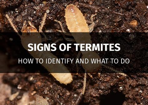 10 Main Signs Of Termites Infestation In Your House | PestsGuide