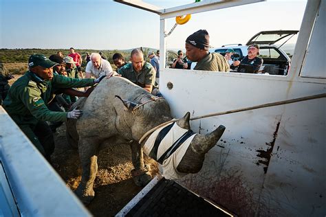 Raising Rhinos Wwf South Africa