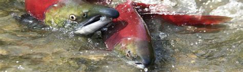 Restoring Salmon Habitat in the Stave River Watershed - Fish and Wildlife Compensation Program