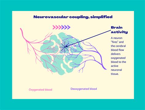 Haemodynamic Response Neurovascular Coupling And Measuring Brain