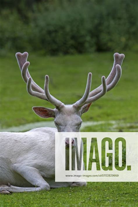 Leucistic Red Deer Cervus Elaphus Stag White Morph At Forest Edge With