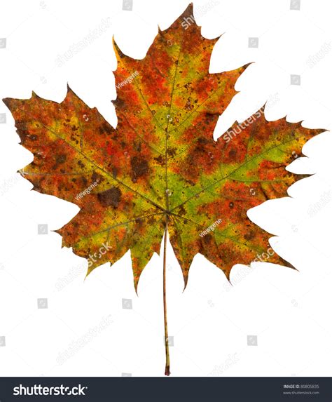 Colorful Autumn Sycamore Leaf Isolated On White Stock Photo 80805835