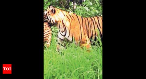 Its Official Tigress Riddhi Gave Birth To 3 Cubs In Ranthambore Says Forest Dept Jaipur