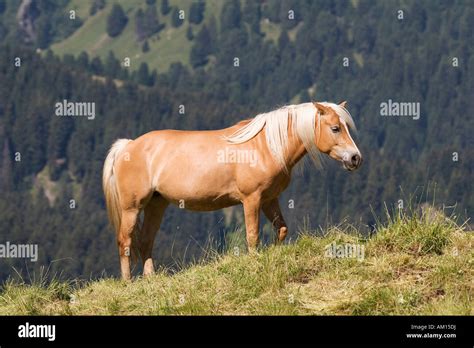 Haflinger Horse Seiser Alm South Tyrol Italy Stock Photo Royalty