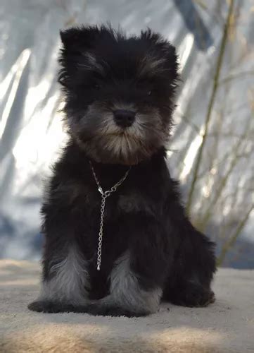 Schnauzer Miniatura Negro Y Plata Eugenia Giao