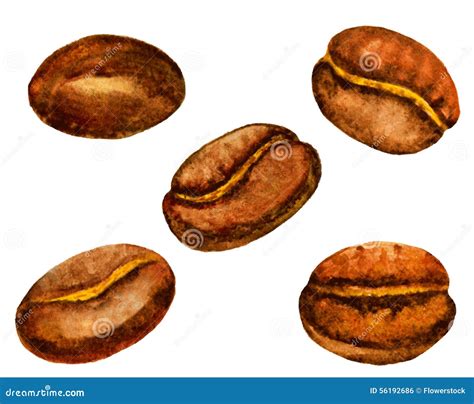 Watercolor Coffee Beans Set Stock Vector Illustration Of Dark Fresh