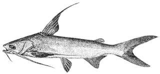 Deep Sea FAQ, Are saltwater catfish good to eat?, Deep sea fishes