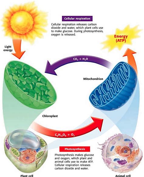 AP Biology Photosynthesis and Cellular Respiration | 1K plays | Quizizz