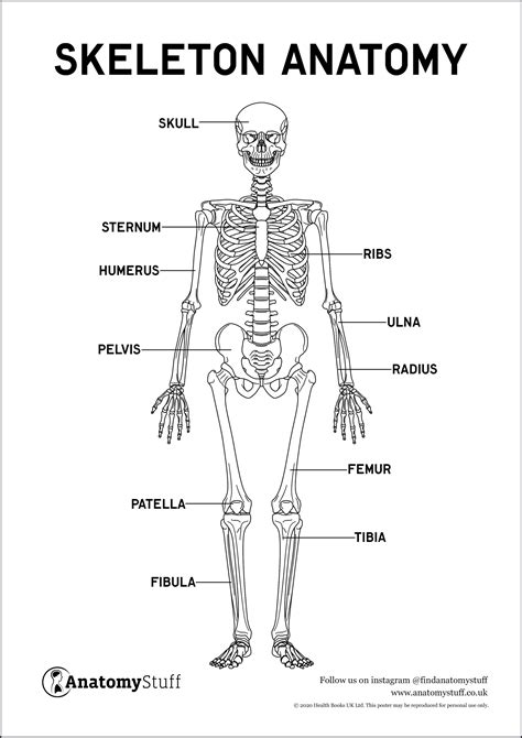 Skeleton Anatomy Poster PDF