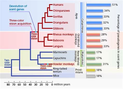 The Biologian Human Evolution Proofs In Picture Form