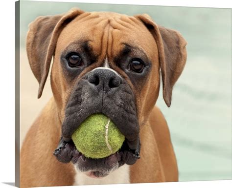 Boxer dog with a tennis ball in its mouth | Great Big Canvas