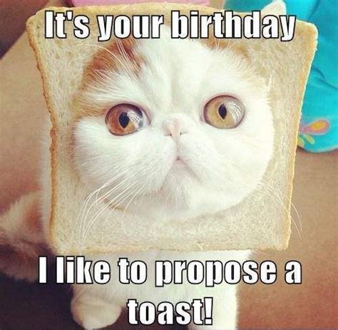 Best Happy Birthday Cat Memes Images