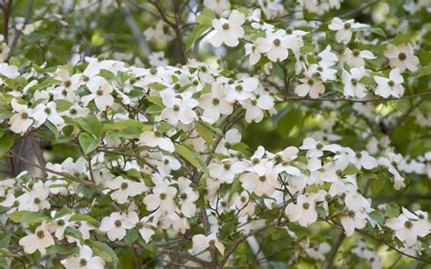 How to Grow and Care For Dogwood Trees - Garden Lovers Club