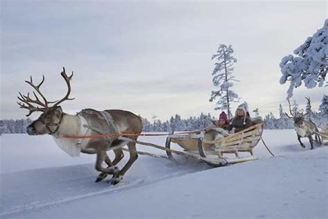 Levi Lapland Reindeer Safari Getyourguide