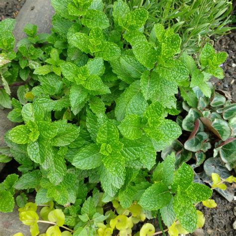 Mentha Spicata Var Crispa Moroccan Moroccan Mint Uploaded By