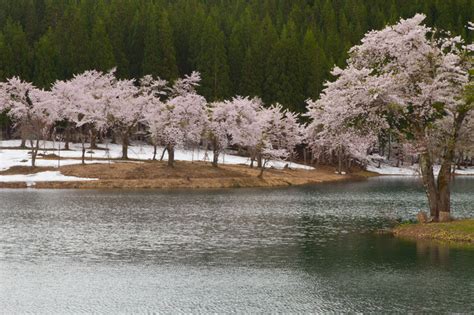 津南町中子の桜 その2 By Katsumatsu （id：1820982） 写真共有サイトphotohito