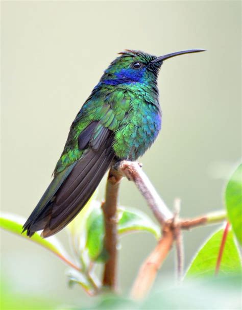 Green Violet-Ear Hummingbird | Photo: San Gerardo de Dota Cloud Forest ...