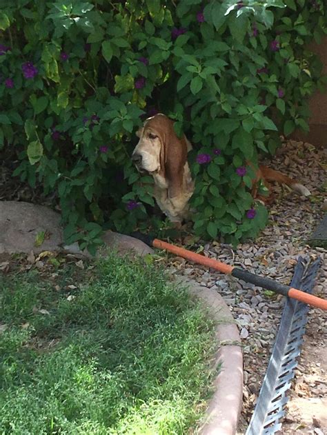 Pin By Brooke Onyett On Basset Hounds Basset Hound Yard Work Basset