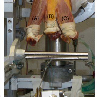 Cadaveric Knee Mounted In The Knee Joint Simulator Simulation Of The