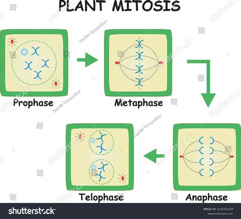 Stages Mitosis Diagram Plant Mitotic Phases Stock Vector Royalty Free