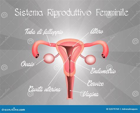 Sistema Riproduttivo Femminile Illustrazione Di Stock Illustrazione